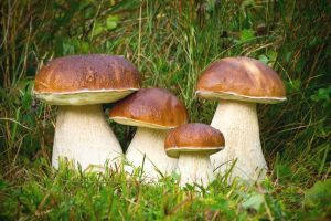 о мерах профилактики отравлений грибами - фото - 2