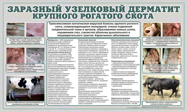 zaraznyij-uzelkovyij-derm
