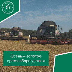 осень – золотое время сбора урожая - фото - 1