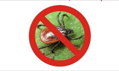 перечень территорий эндемичных по клещевому вирусному энцефалиту в 2025 году - фото - 1